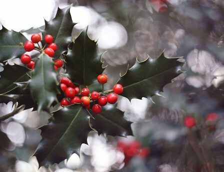 Tudor Christmas: How Henry VIII. celebrated Christmas